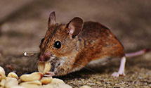 24 Hour & Emergency Exterminators in Weigh Scale, PA